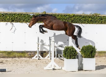 Zangersheide, Hengst, 2 Jaar, 154 cm