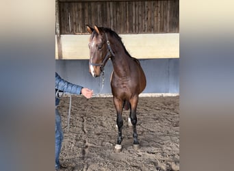 Zangersheide, Hengst, 2 Jaar, 156 cm, Brauner