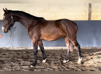 Zangersheide, Hengst, 2 Jaar, 156 cm, Brauner