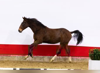 Zangersheide, Hengst, 2 Jaar, 157 cm, Bruin