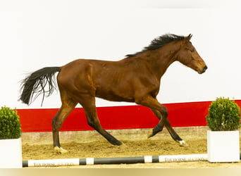 Zangersheide, Hengst, 2 Jaar, 159 cm, Bruin