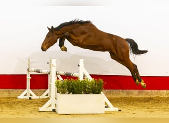 Zangersheide, Hengst, 2 Jaar, 159 cm, Bruin