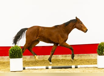 Zangersheide, Hengst, 2 Jaar, 159 cm, Bruin