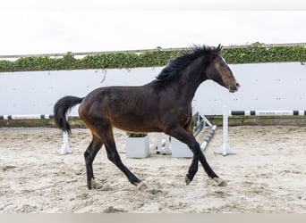 Zangersheide, Hengst, 2 Jaar, 160 cm, Bruin