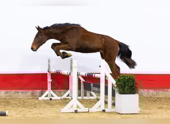 Zangersheide, Hengst, 2 Jaar, 160 cm, Bruin