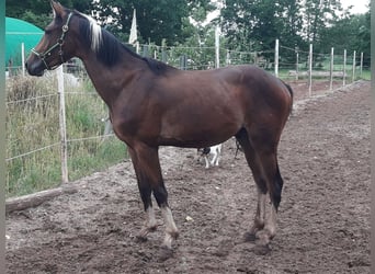 Zangersheide, Hengst, 2 Jaar, 160 cm, Gevlekt-paard