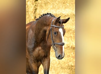 Zangersheide, Hengst, 2 Jaar, 161 cm, Bruin