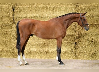 Zangersheide, Hengst, 2 Jaar, 162 cm, Bruin