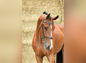 Zangersheide, Hengst, 2 Jaar, 162 cm, Bruin