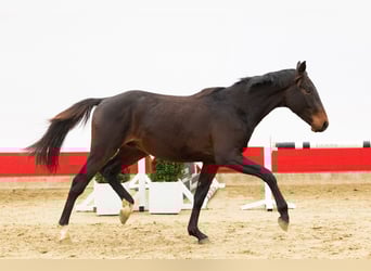 Zangersheide, Hengst, 2 Jaar, 162 cm, Zwartbruin
