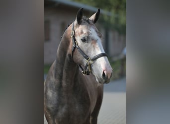 Zangersheide, Hengst, 2 Jaar, 165 cm, Roodbruin