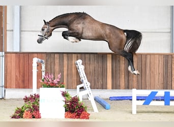 Zangersheide, Hengst, 2 Jaar, 165 cm, Roodbruin