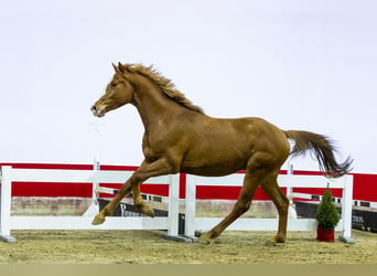 Zangersheide, Hengst, 2 Jaar, 165 cm, Vos