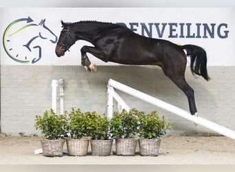 Zangersheide, Hengst, 2 Jaar, 166 cm, Donkerbruin
