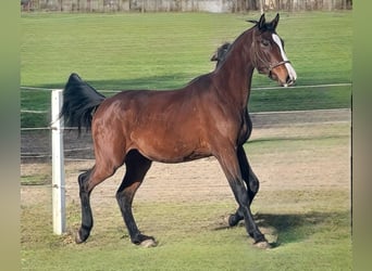 Zangersheide, Hengst, 2 Jaar, 166 cm, Roodbruin