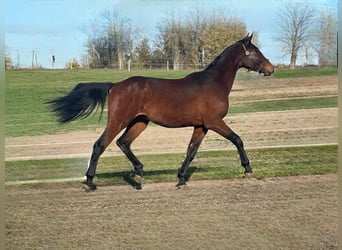 Zangersheide, Hengst, 2 Jaar, 166 cm, Roodbruin