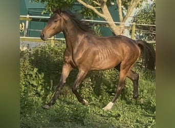 Zangersheide, Hengst, 2 Jaar, 168 cm, Donkerbruin