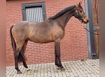 Zangersheide, Hengst, 2 Jaar, 168 cm, Donkerbruin