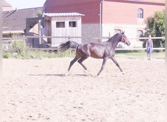 Zangersheide, Hengst, 2 Jaar, 168 cm, Donkerbruin