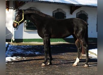 Zangersheide, Hengst, 2 Jaar, 168 cm, Donkerbruin