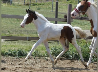 Zangersheide, Hengst, 2 Jaar, 168 cm, Gevlekt-paard