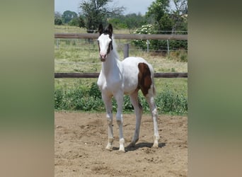 Zangersheide, Hengst, 2 Jaar, 168 cm, Gevlekt-paard