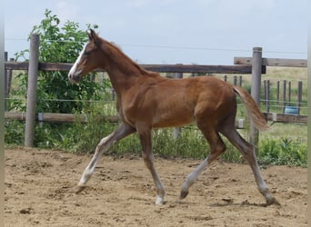 Zangersheide, Hengst, 2 Jaar, 168 cm, Vos