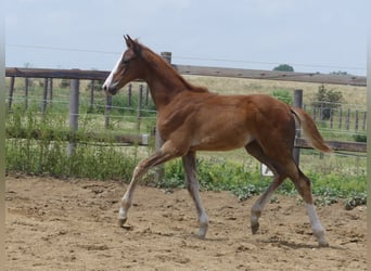 Zangersheide, Hengst, 2 Jaar, 168 cm, Vos