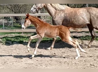 Zangersheide, Hengst, 2 Jaar, 168 cm, Vos