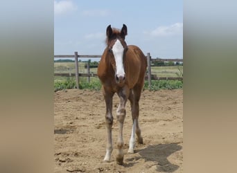 Zangersheide, Hengst, 2 Jaar, 168 cm, Vos