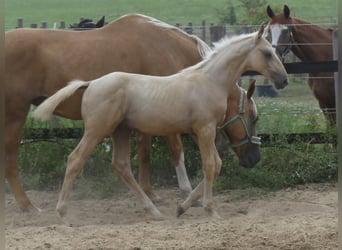 Zangersheide, Hengst, 2 Jaar, 170 cm, Palomino