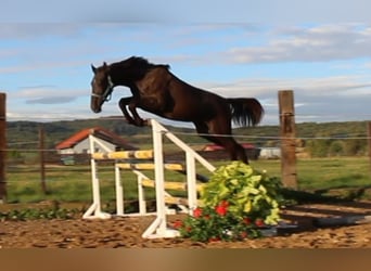 Zangersheide, Hengst, 2 Jaar, 170 cm, Zwartbruin