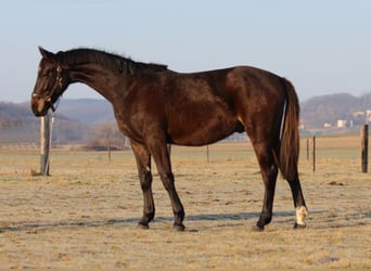 Zangersheide, Hengst, 2 Jaar, 170 cm, Zwartbruin