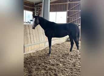 Zangersheide, Hengst, 2 Jaar, 170 cm, Zwartschimmel