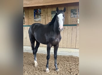 Zangersheide, Hengst, 2 Jaar, 170 cm, Zwartschimmel