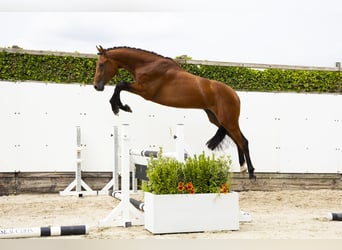 Zangersheide, Hengst, 2 Jaar, 171 cm, Bruin
