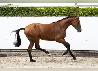 Zangersheide, Hengst, 2 Jaar, 171 cm, Bruin