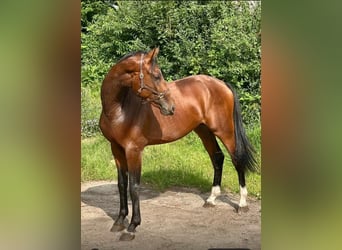 Zangersheide, Hengst, 2 Jaar, 172 cm, Bruin