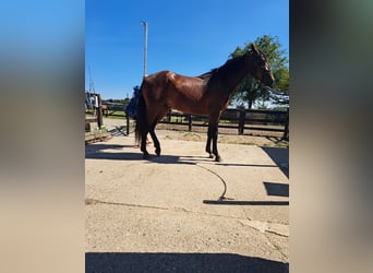 Zangersheide, Hengst, 2 Jaar, 172 cm, Bruin