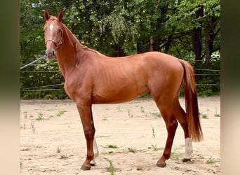 Zangersheide, Hengst, 2 Jaar, 172 cm, Vos