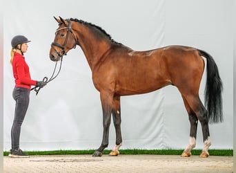 Zangersheide, Hengst, 2 Jaar, Bruin