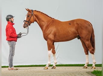 Zangersheide, Hengst, 2 Jaar, Donkere-vos