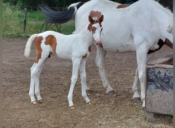 Zangersheide, Hengst, 2 Jaar, Gevlekt-paard