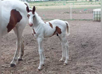 Zangersheide, Hengst, 2 Jaar, Gevlekt-paard