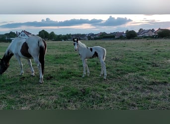 Zangersheide, Hengst, 2 Jaar, Gevlekt-paard