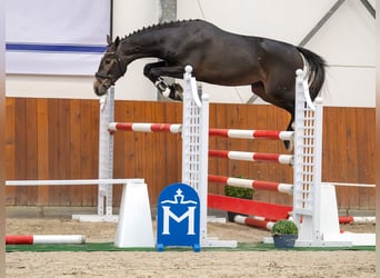 Zangersheide, Hengst, 2 Jaar, Schimmel