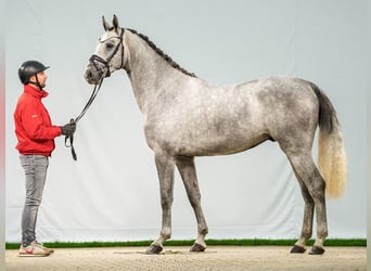 Zangersheide, Hengst, 2 Jaar, Schimmel