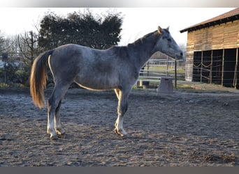 Zangersheide, Hengst, 2 Jaar, Schimmel