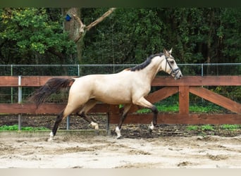 Zangersheide, Hengst, 3 Jaar, 146 cm, Buckskin