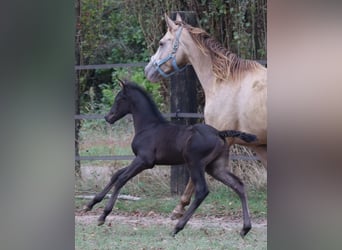 Zangersheide, Hengst, 3 Jaar, 148 cm, Zwart